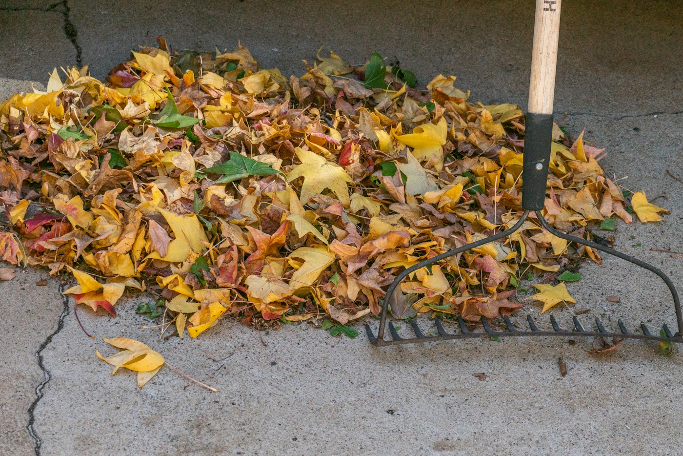 A leaf rake beside a pile of fallen leaves in a yard